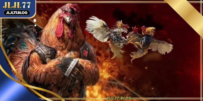 Cambodia cockfighting