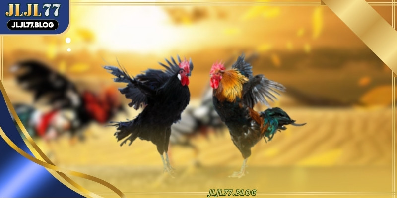 Cockfighting