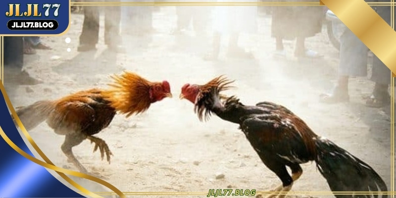HD cockfighting live