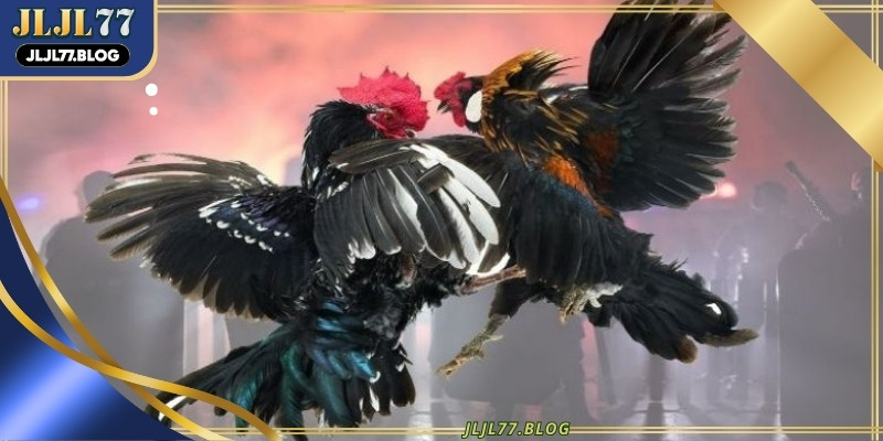 Live cockfighting today