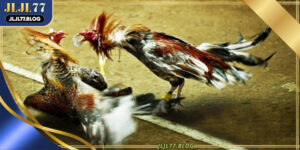 Philippine cockfighting