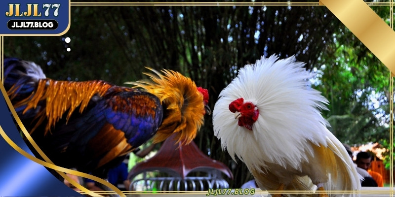 Each phase of the fight offers clues about the bird's stamina intelligence